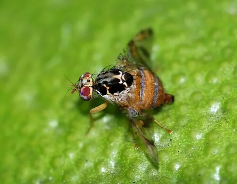 mediterranean fruit fly: a fruit fly of species Ceratitis capitata, capable of wreaking extensive crop damage