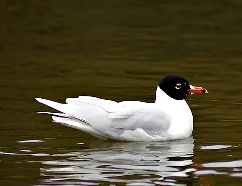 mediterranean gull: ichthyaetus melanocephalus, a small gull of the Western Palearctic