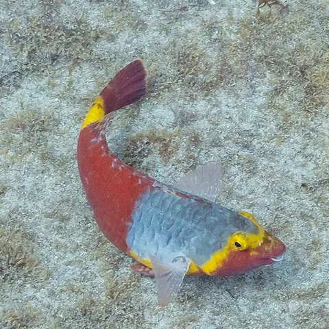 mediterranean parrotfish: sparisoma cretense, a relatively common species of scarid fish found in the Mediterranean