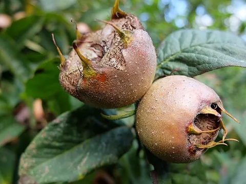 medlar: mespilus germanica, common medlar (now often Crataegus germanica)