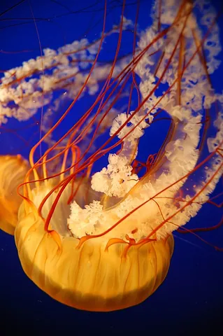 medusa: a jellyfish; specifically, a non-polyp form of individual cnidarians, consisting of a gelatinous...