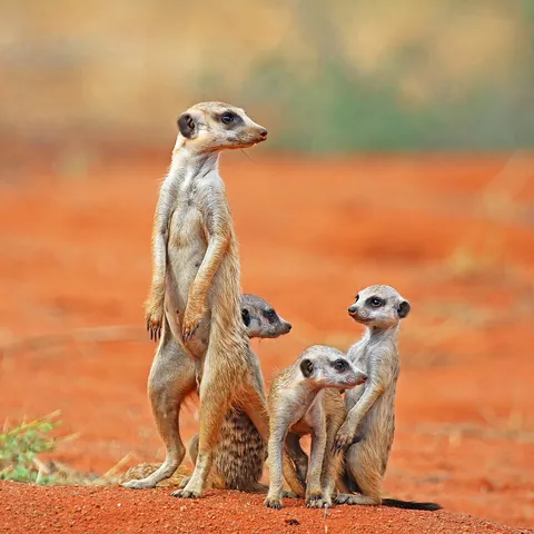 meerkat: suricata suricatta, a small carnivorous mammal of the mongoose family, from the Kalahari Desert,...