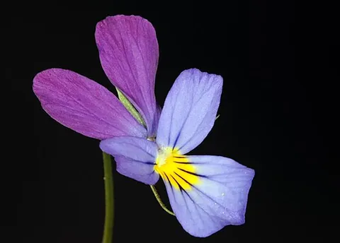 meet-her-in-the-entry-and-kiss-her-in-the-buttery: synonym of wild pansy (“Viola tricolor”)