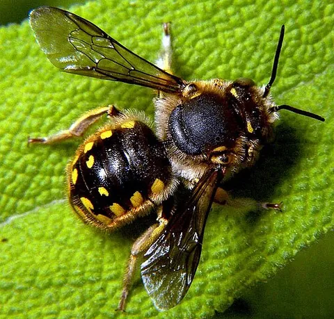megachilid: any of the family Megachilidae of mostly solitary bees whose scopa is restricted to the ventral...