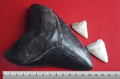 megalodon: a species of extinct shark that lived during the Miocene and Pliocene epochs (†Otodus megalodon)