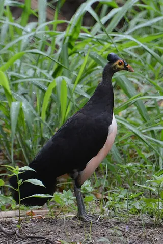 megapode: any of several chicken- or turkey-like birds in the family Megapodiidae, which incubate their eggs...