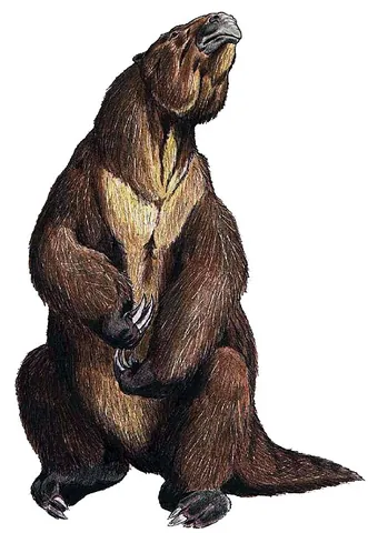 megathere: an extinct, gigantic, ground sloth (Megatherium americanum) that flourished in South America during...