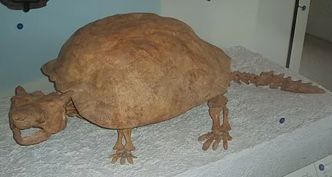 meiolaniid: any of the extinct armoured land turtles of the family †Meiolaniidae