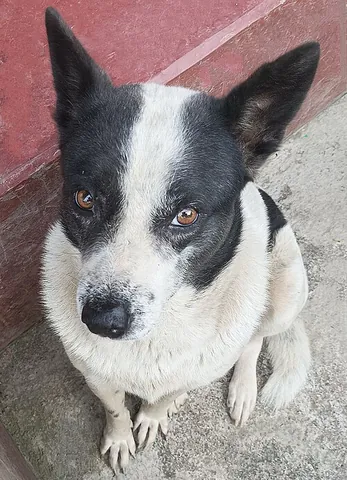 meitei hui: an indigenous domestic dog (Canis lupus familiaris) traditionally domesticated and reared by the...