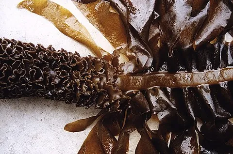 mekabu: undaria pinnatifida, a sea plant native to Japan and Korea and invasive elsewhere; wakame; Asian...
