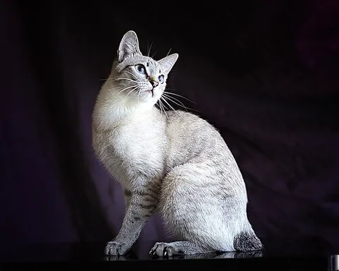 mekong bobtail: a breed of cat named after the Mekong River, developed as a breed in Russia