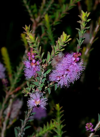 melaleuca: any member of the genus Melaleuca of shrubs and trees in the myrtle family