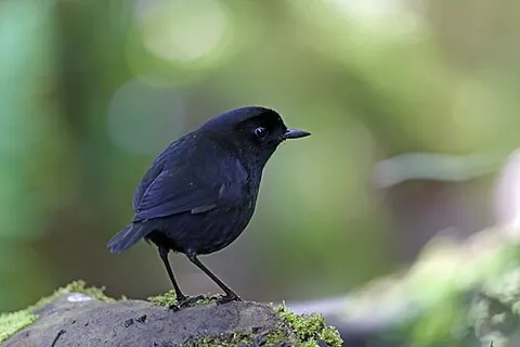 melampitta: any member of the family Melampittidae of birds from New Guinea