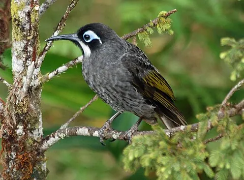 melidectes: any of a number of birds in the genus Melidectes in the honeyeater family, endemic to New Guinea...