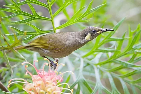meliphagid: any bird of the family Meliphagidae; a honeyeater