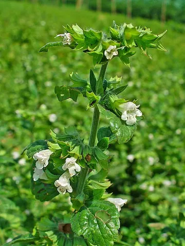melissa: a plant of the genus Melissa, especially lemon balm (Melissa officinalis), often used medicinally