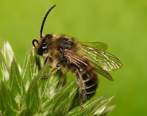 melittid: any bee of the family Melittidae