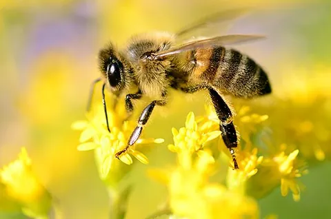 melliferous: of a plant or its parts: bearing any substance (such as nectar or pollen) which is collected by...