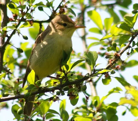 melodious warbler: hippolais polyglotta, an Old World warbler in the genus Hippolais, of Southern Europe and Africa