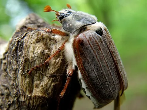 melolonthid: any beetle of the subfamily Melolonthinae