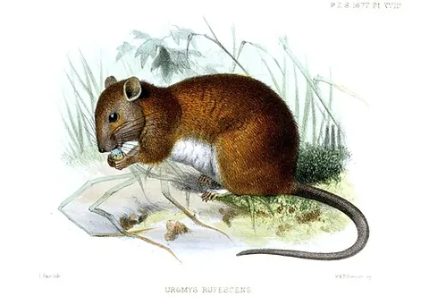 melomys: a rat of the genus Melomys, principally of Australasia