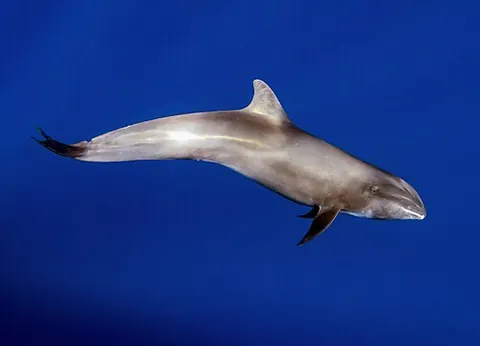 melon-headed whale: a cetacean of species Peponocephala electra
