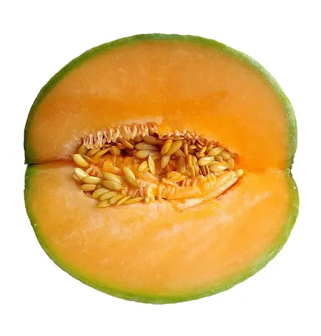 melon: genus Cucumis, the true melon (including various cultigens like honeydew and cantaloupes), the...