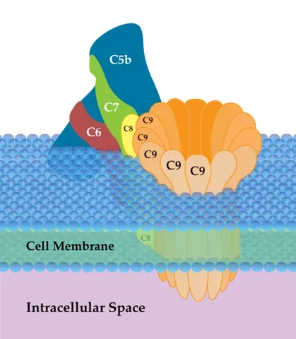 membrane attack complex: a structure, typically formed on the surface of a pathogen cell membrane as a result of the...