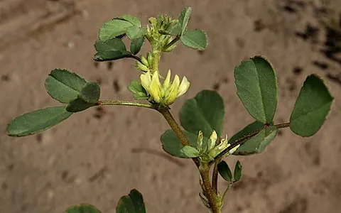 menindee clover: the Australian herbaceous plant Trigonella suavissima