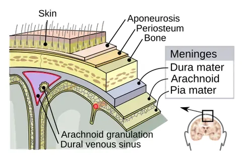 meninx: a membrane, especially one of the three membranes lining the skull and vertebral canal and...