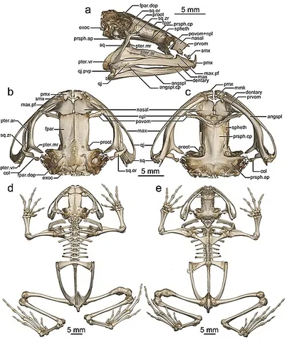 mentomeckelian: of or relating to the chin and lower jaw