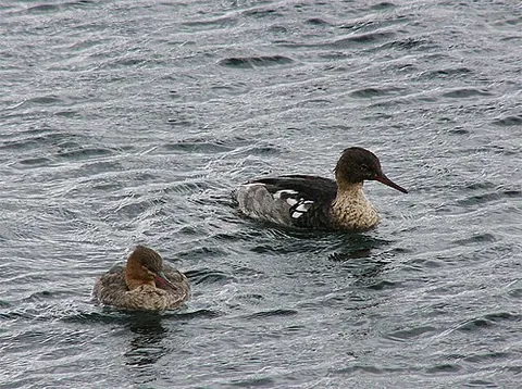 merganser: any of various diving ducks of the genera Mergus or Lophodytes, which feed on fish and have a...