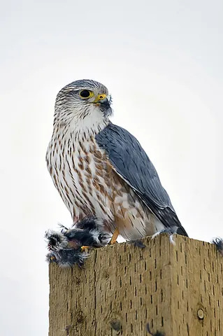 merlin: a small falcon, Falco columbarius, that breeds in northern North America, Europe, and Asia