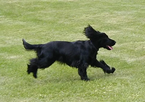 merry cocker: a cocker spaniel