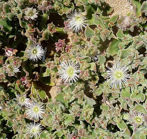 mesembryanthemum: any of the genus Mesembryanthemum of herbaceous or suffruticose plants