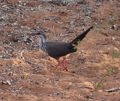 mesite: any of three species of bird in the family Mesitornithidae within the order Mesitornithiformes,...