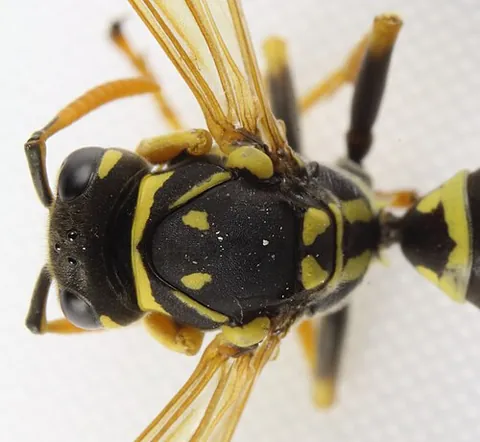mesonotum: the dorsal portion of the mesothorax of insects