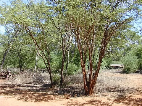 mesquite: any of several deciduous trees of the genus Prosopis found in America, and used as forage, which...
