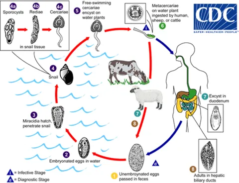 metacercaria: the encysted stage of a trematode parasite (flukes) in the tissues of an intermediate host