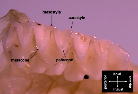 metacone: a cusp in the corner of an upper molar tooth in mammals