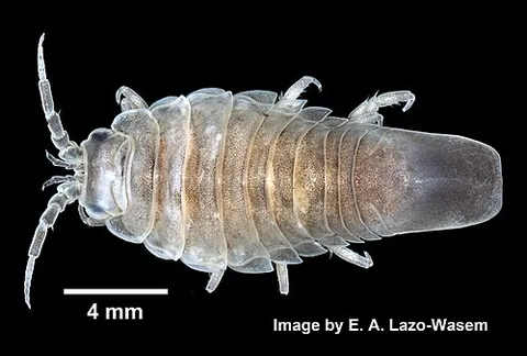 metallic isopod: idotea metallica, a species of aquatic isopod characterised by its metallic blue colouration and by...