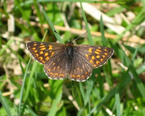 metalmark: any butterfly of the family Riodinidae