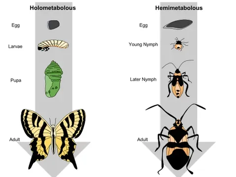 metamorphosis: a transformation, such as one performed by magic