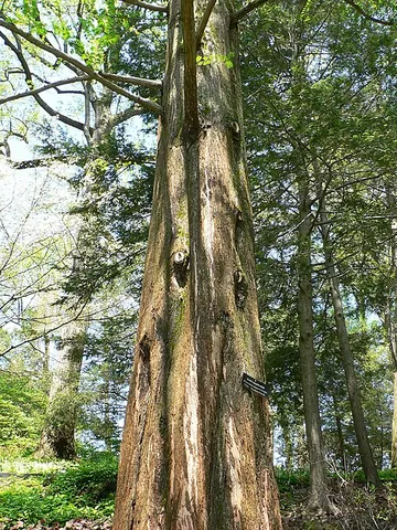 metasequoia: metasequoia, the dawn redwood, a fast-growing deciduous conifer native to China