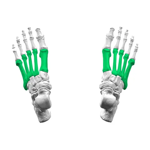 metatarsus: the part of the foot between the toes and the ankle, especially its five bones