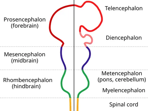 metencephalon: the portion of the embryonic rhombencephalon from which the pons and cerebellum arise