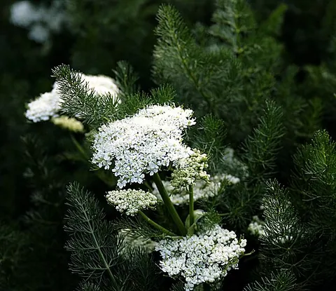 meum: spignel, Meum athamanticum