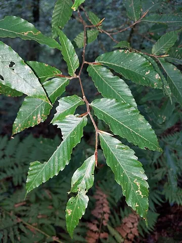 mexican beech: a beech tree of the species Fagus mexicana (syn. Fagus grandifolia subsp. mexicana)