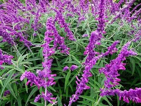 mexican bush sage: a shrubby sage native to central and eastern Mexico, Salvia leucantha, grown in subtropical, dry...