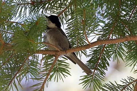 mexican chickadee: poecile sclateri, a small bird of the tit family Paridae